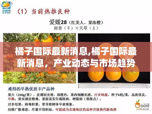 橘子国际最新消息，产业动态与市场趋势深度解析