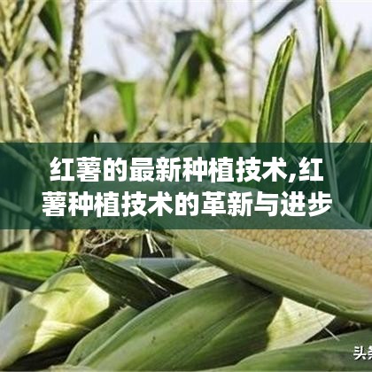 探索红薯种植技术的革新与进步，最新种植技术详解