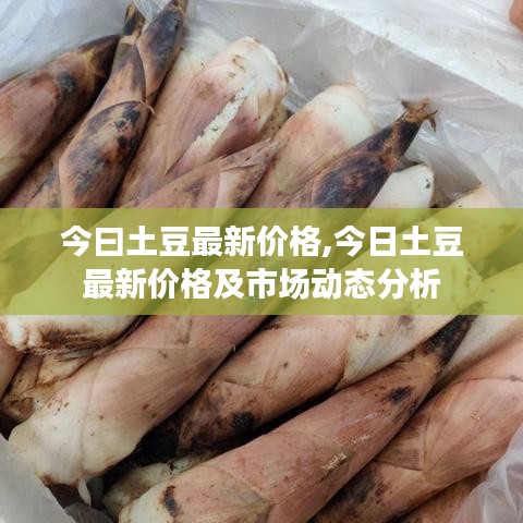 今日土豆最新价格与市场动态分析概述