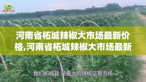 河南省柘城辣椒大市场最新价格动态及行情分析