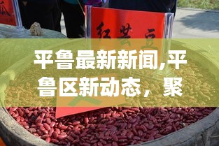 平鲁最新新闻动态，聚焦发展，揭示地区新篇章