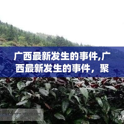 广西聚焦时代变迁下的新动态，最新事件荟萃