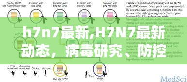 H7N7最新动态，病毒研究、防控措施及全球关注更新