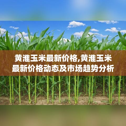 黄淮玉米最新价格与市场趋势深度解析